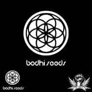 Bodhi Seeds Lavender Aura